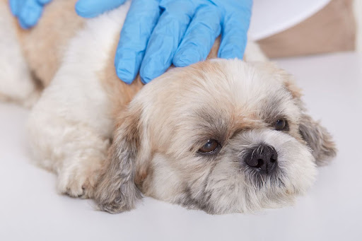 canine otitis-2