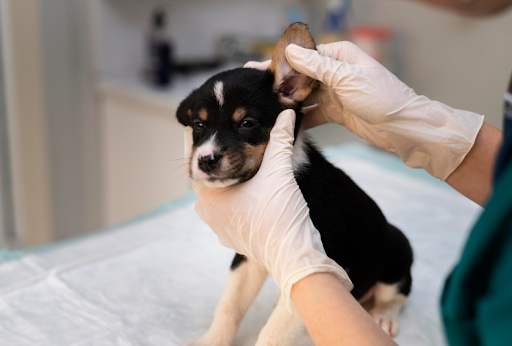 carrapato-em-cachorro-predisposicao-genetica-01