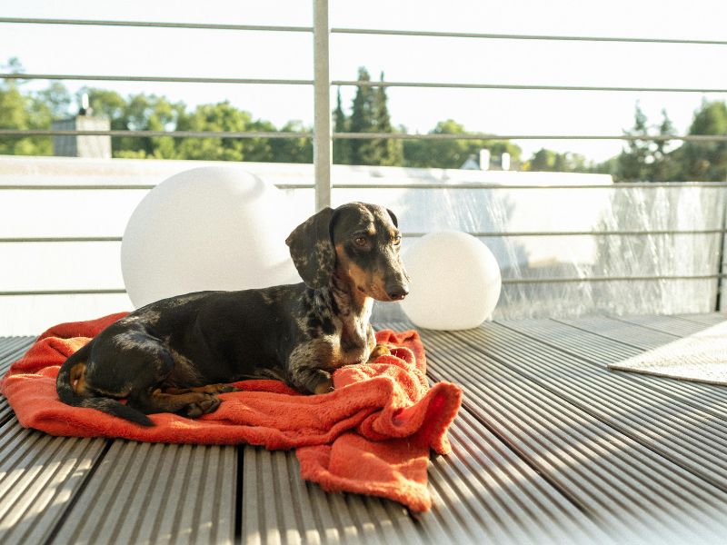 dachshund-most-common-diseases_-4