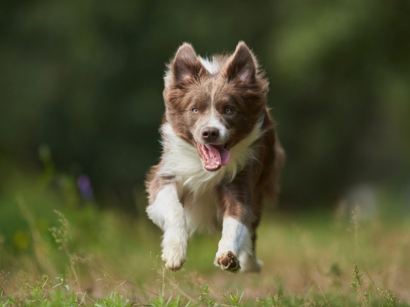 how-long-does-a-border-collie-live-2