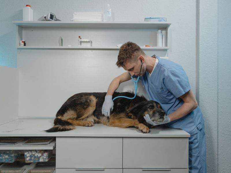 mastocytoma-in-dogs-2