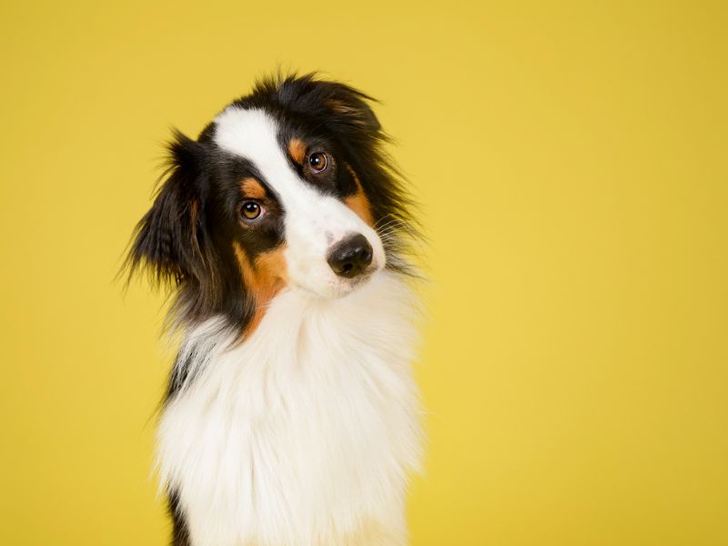 canine endogenesis-4