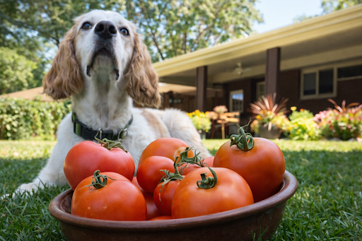 dog-can-eat-tomatoes-2