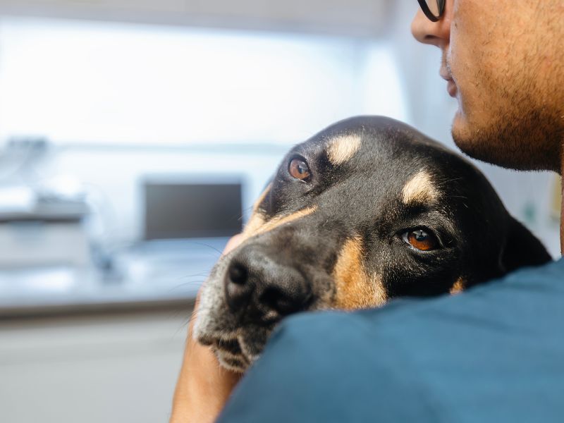 mast cell tumor in dogs-3